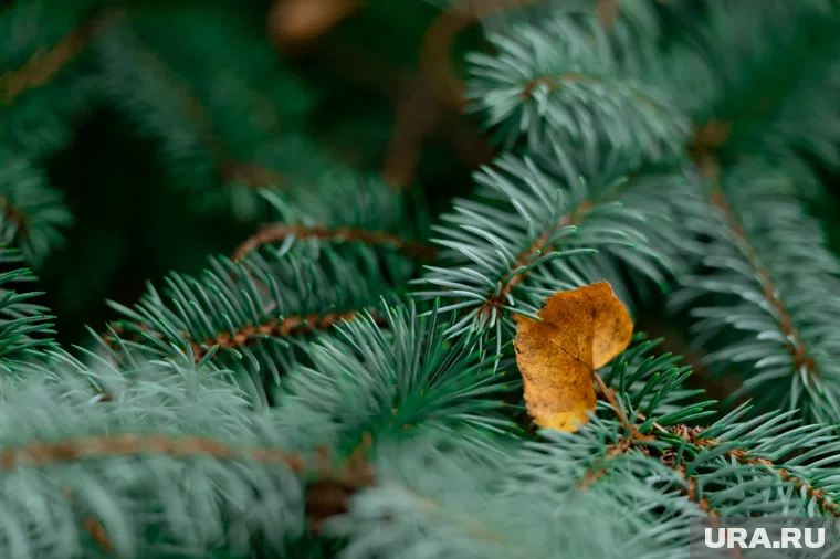На месте елок появятся молодые деревья возле здания ФСБ в Кургане