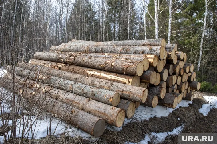 Жители Златоуста взволнованы тем, что гору Сорочья могут совсем оставить без деревьев