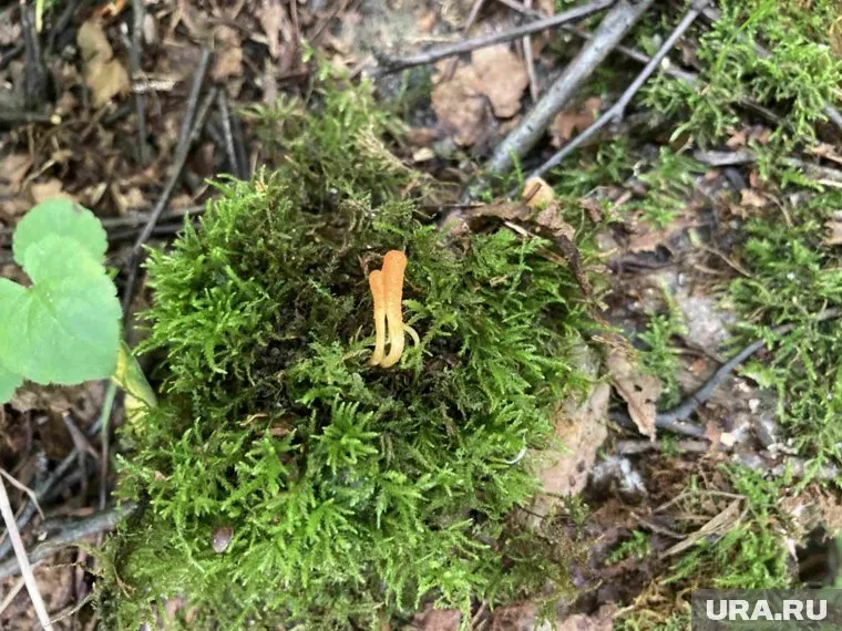 На Востоке открыли полезные свойства кордицепса