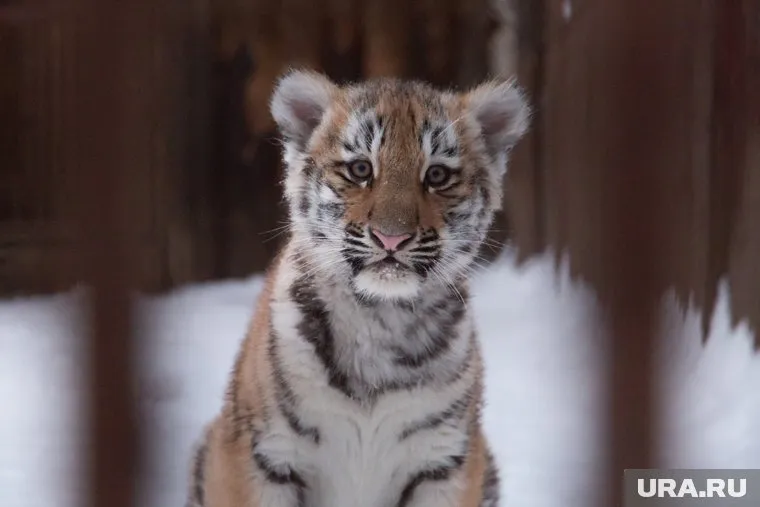 Условия содержания животных в пермском зоопарке не отвечают нормам
