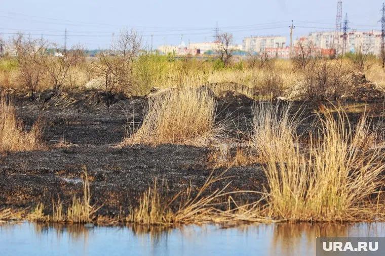 В Кургане скошен камыш на территории площадью 197 га (архивное фото)