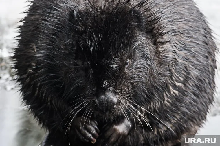 Нутрия еще не ручная, пока она адаптируется к новым условиям