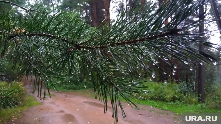 Дикое животное напало на мужчин в Уватском районе