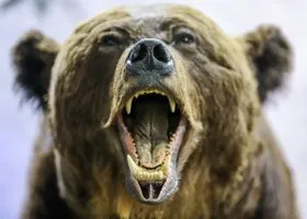 Под Южно-Сахалинском отстреливают медведя, который убил двух человек