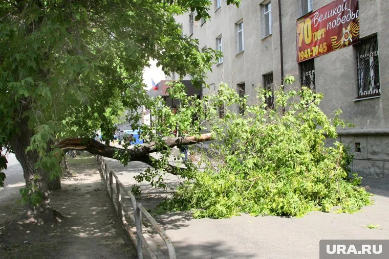 Жители микрорайона остались без света из-за упавшего дерева