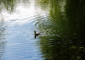 Названа предварительная причина смерти ребенка, чью голову нашли в пруду Москвы