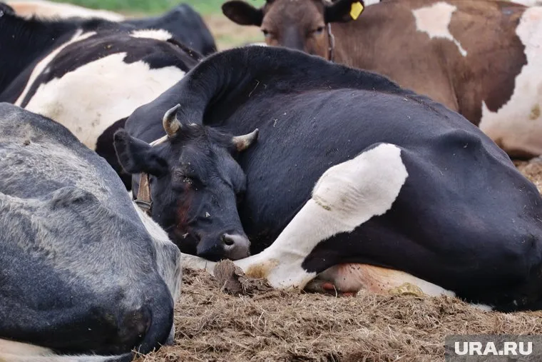 В ходе проверки был обнаружен труп коровы, который должен был быть утилизирован (архивное фото)
