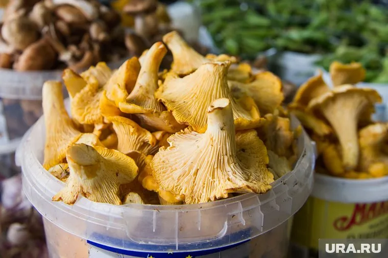 Жители Губкинского увлеченно обсуждают грибы в соцсетях