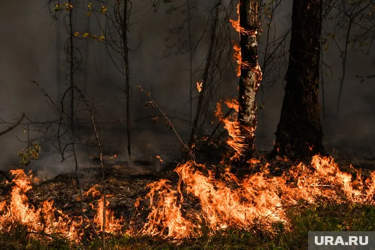 На территориях, где бушевали пожары, может произойти замещение пород деревьев