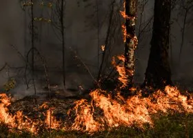 Ученый: на восстановление свердловских лесов от пожаров нужен век