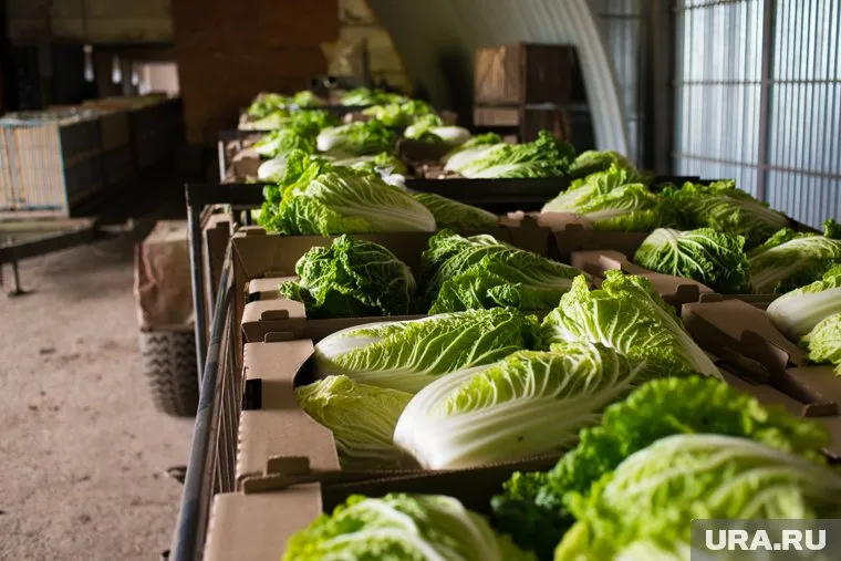 Тюменка обнаружила мух в зеленом салате, купленном в «Перекрестке»