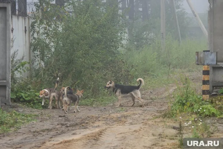 В Кургане бездомные собаки напугали мать и ребенка