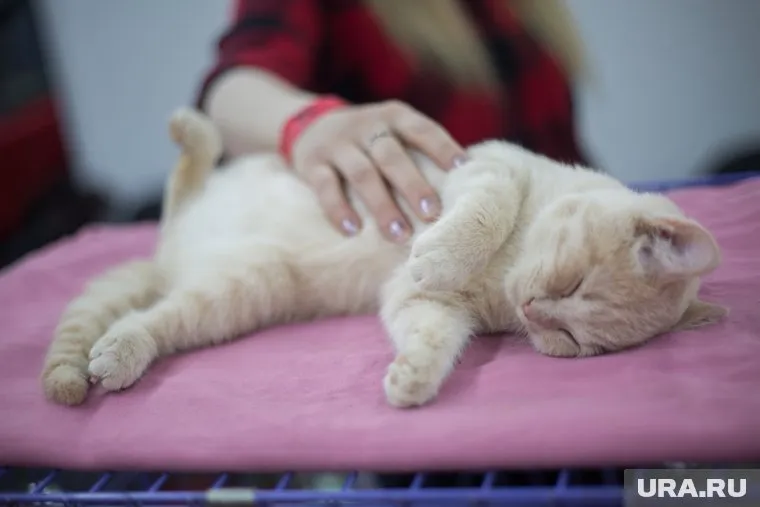 Сотрудники офисов не бросили кошек в пандемию