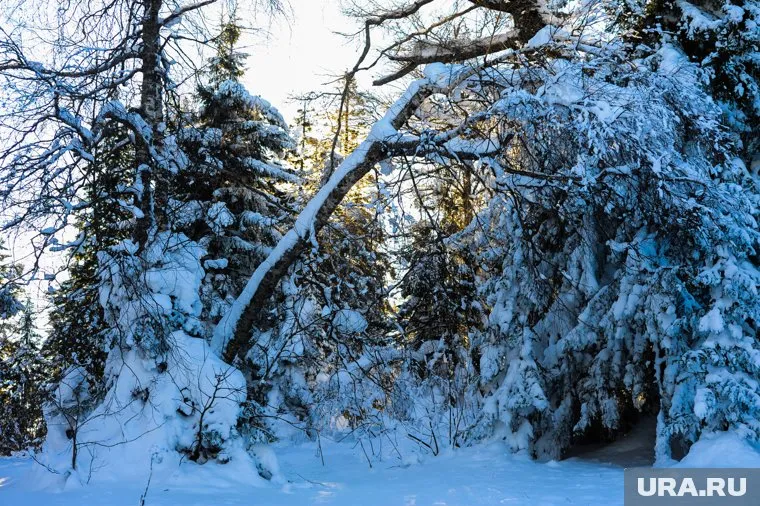 Все регионы, кроме Ямала, ответили на вопросы департаментов