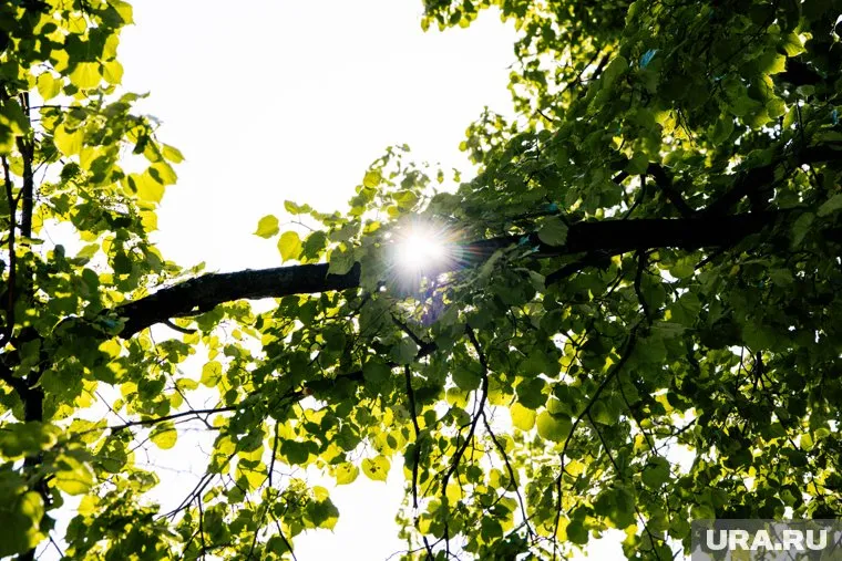 Солнечный свет поможет взбодриться при недосыпе