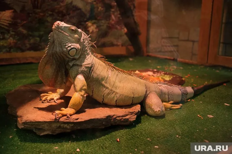 Предки современного человека жили на планете около 400 млн лет назад.