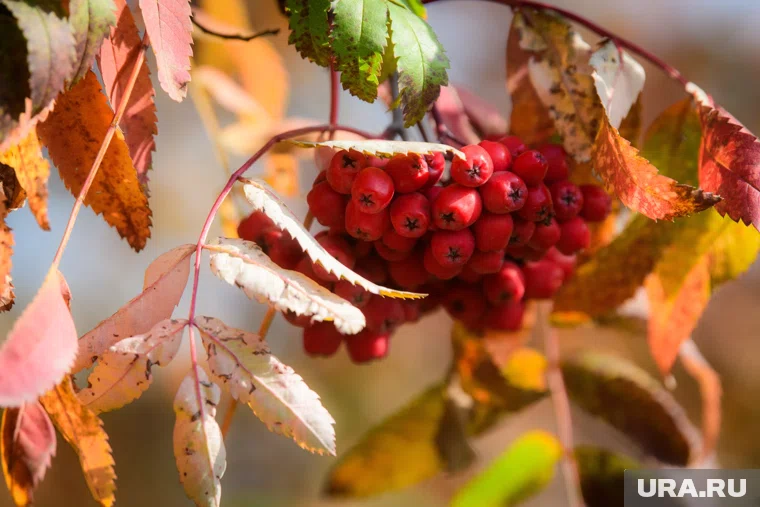 В День народного единства в Кургане будет самый холодный день праздничных выходных