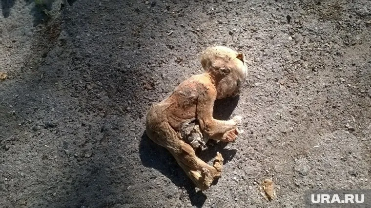 Найденное тело оказалось экспонатом ограбленного музея