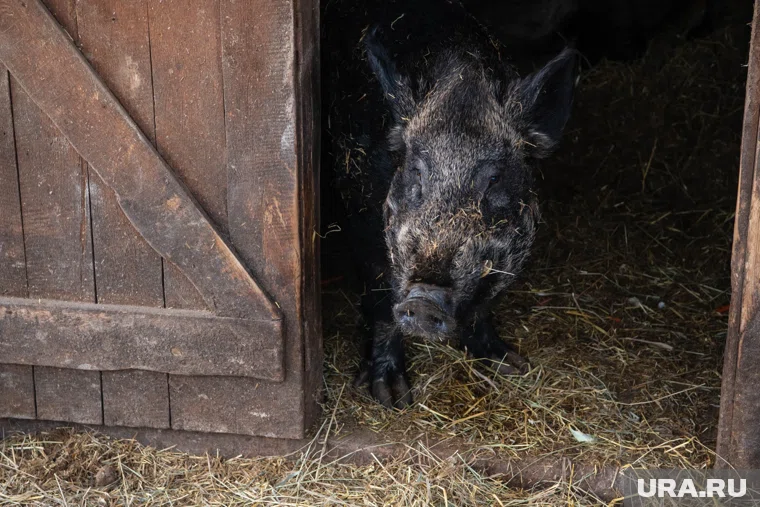 Встреча с диким кабаном смертельно опасна для человека