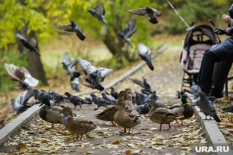 С вечера 1 октября в Свердловскую область вновь придет тепло, считает Алексей Пулин