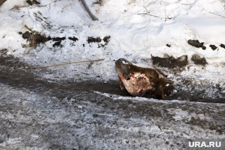 Контролерам приходится проверять останки на сибирскую язву