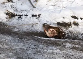 Тюменцы завалили город костями животных