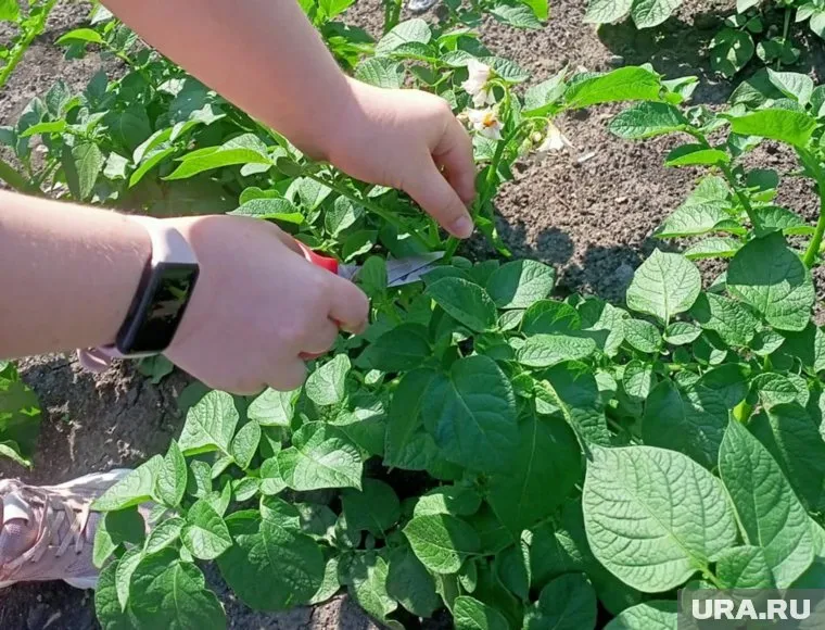 Школьники проводили сортоиспытания картофеля