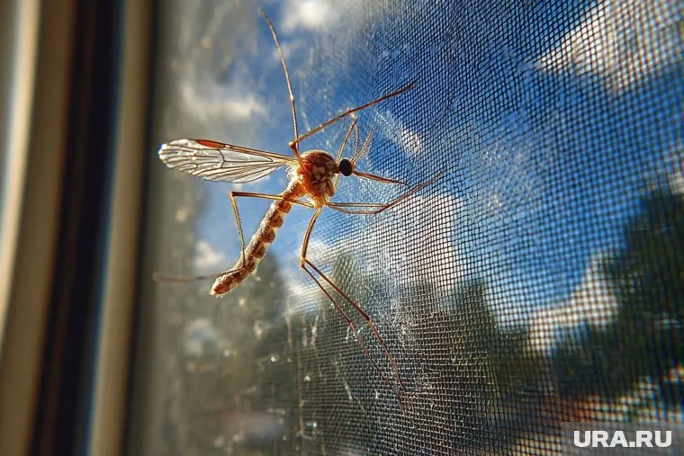 Чикунгунья передается человеку через укусы инфицированных комаров