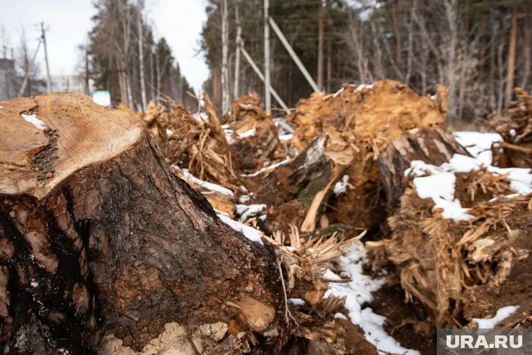 800 деревьев были спилены в Соликамском городском округе