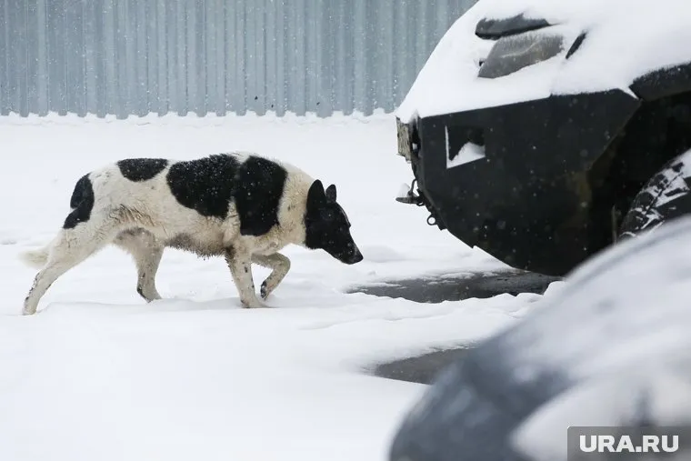 В приюте проживало более 40 животных (архивное фото)