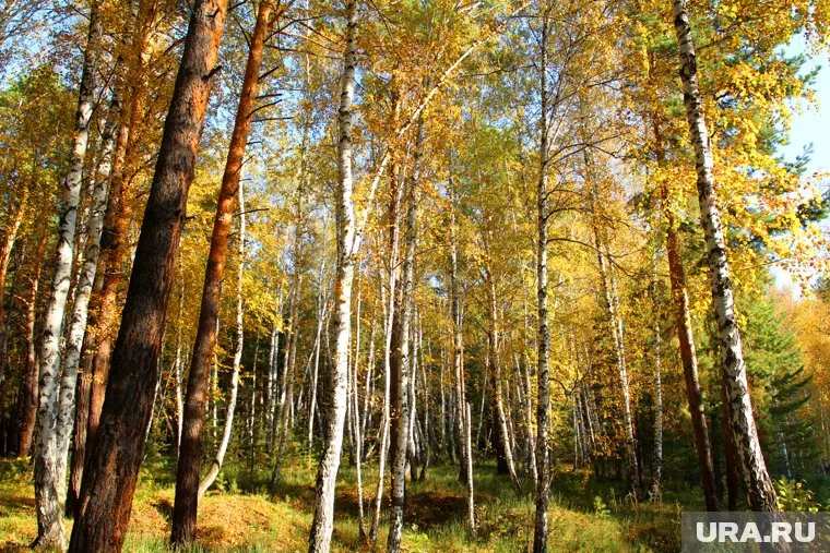 В осеннем лесу на некоторых деревьях набухли почки