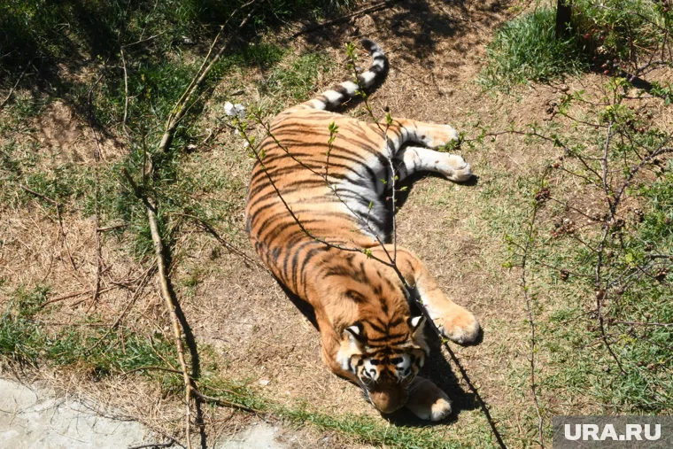 Россия вместе с другими странами мира будет защищать больших кошек