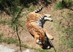 Россия и Индия будут вместе защищать тигров