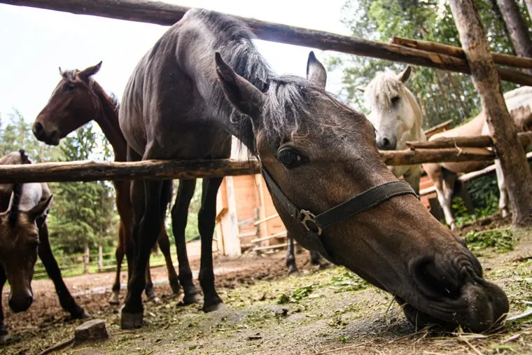 База отдыха "Остров сокровищ". Березовский
