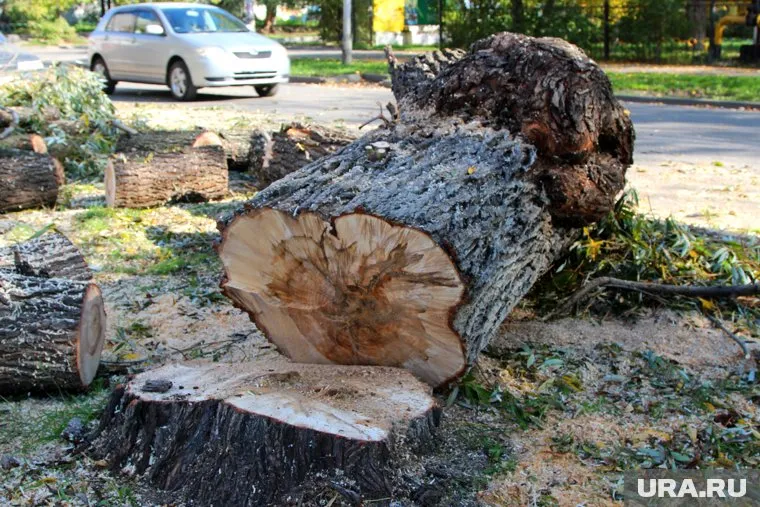 В Кургане продолжат пилить деревья