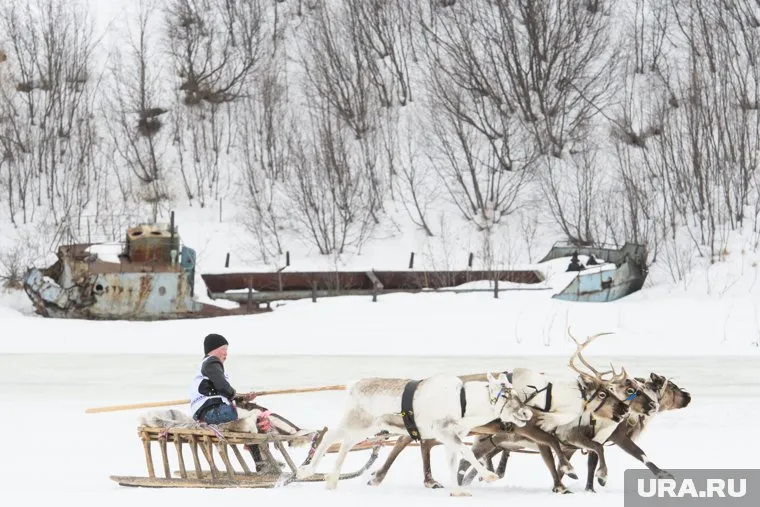 Семья Пяк пригласила Путина в ЯНАО на День оленевода
