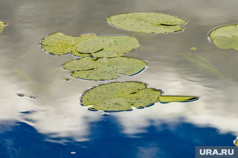 Экологическую организацию Greenpeace просят признать иноагентом