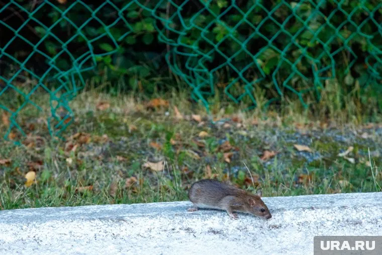 В Кургане мыши напугали жителей многоквартирного дома