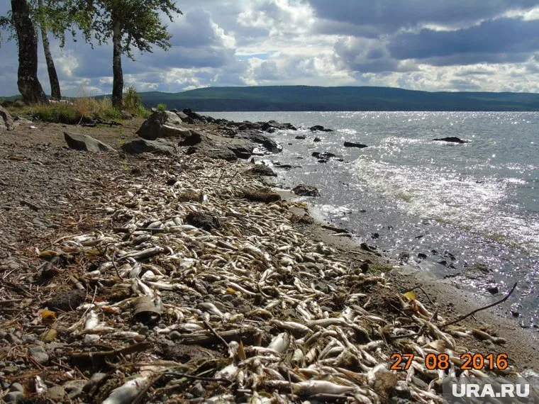По факту гибели рыбы в Черноисточинском пруду началась прокурорская проверка
