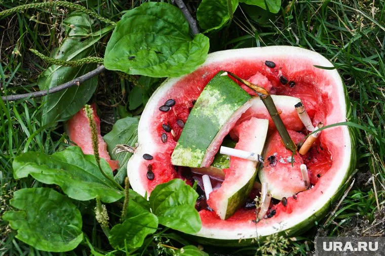 При выборе арбуза можно поскрести его по кожуре — если есть запах травы, брать можно