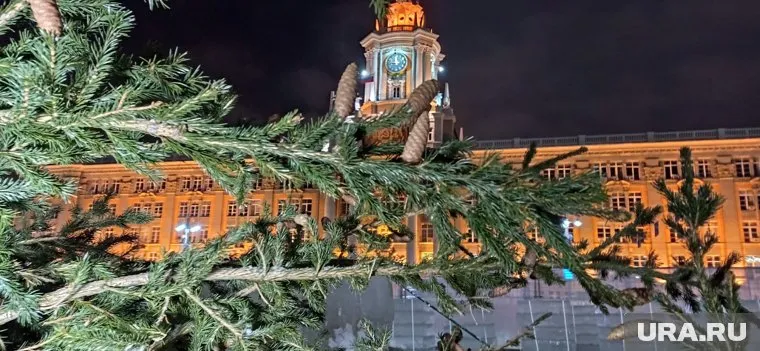 В Екатеринбурге привезли живую елку
