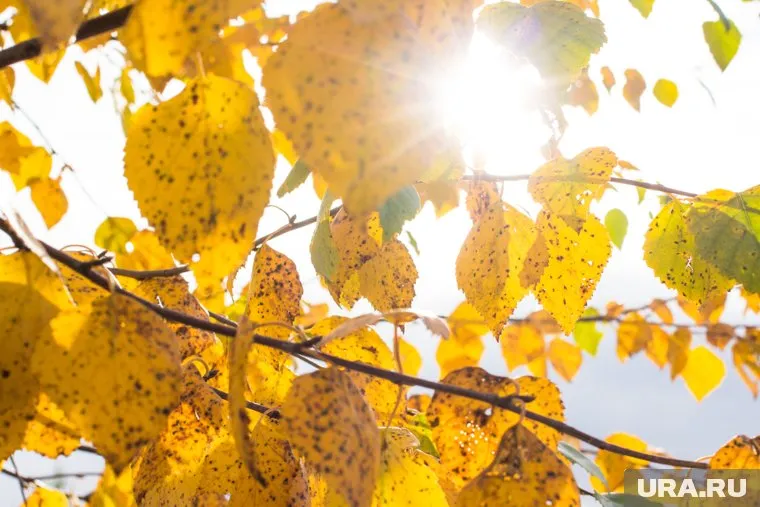 С 1 по 5 ноября на юге России ожидается до +20