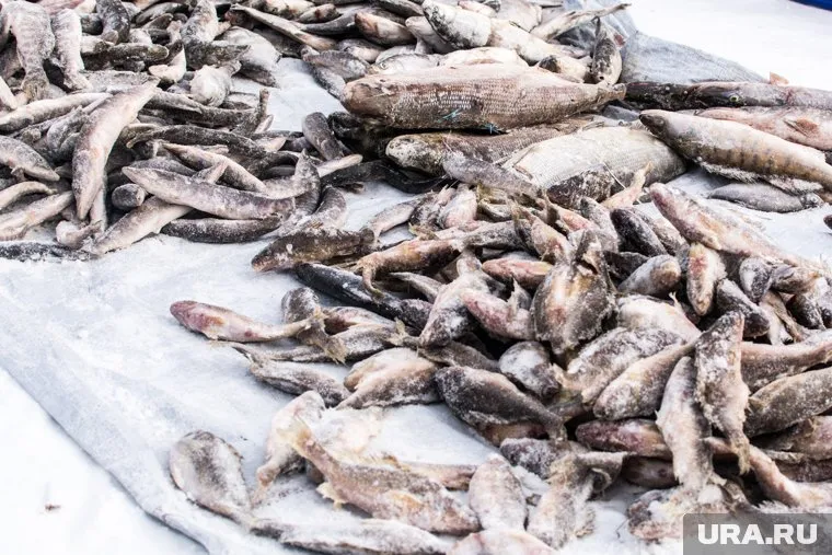 Люди, предположительно, отравились купленной с машины мороженой рыбой