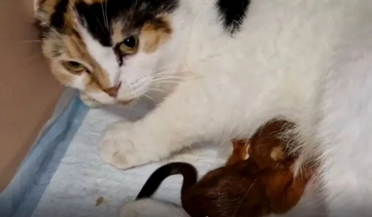 Кошка взяла опеку над бельчонком