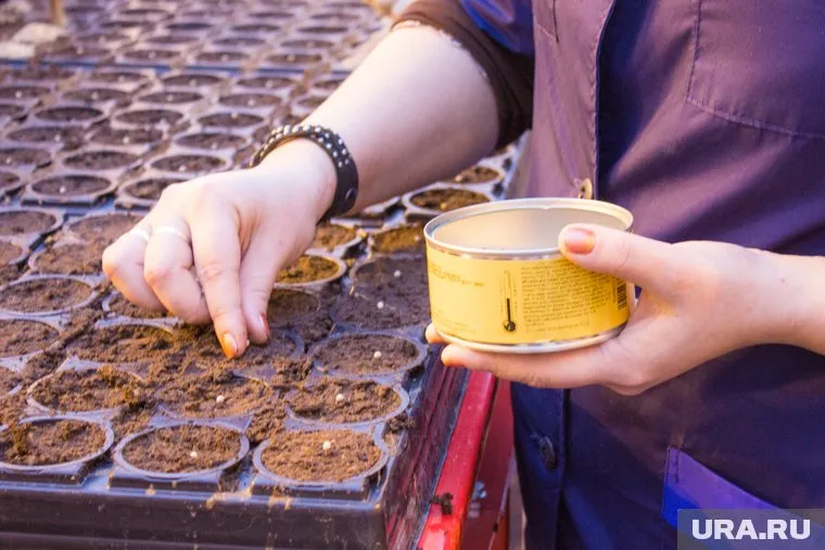 Для получения раннего урожая семена нужно высаживать уже в феврале