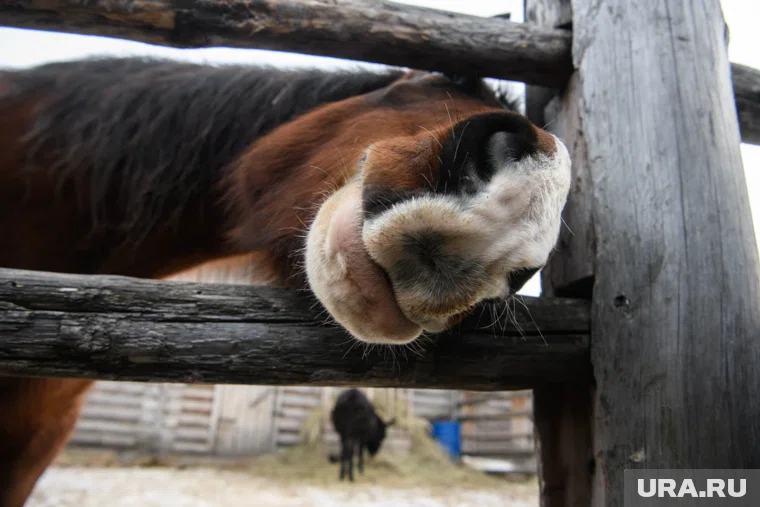 Аграрий из Варненского округа хотел переправить лошадей в Казахстан для убоя 