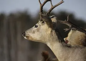 Фотография из галереи