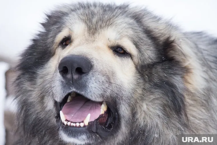 В Перми зафиксировано не менее ста случаев отравления и даже отстрела домашних собак