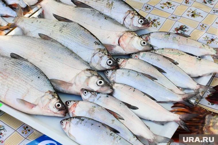 Всего восемь хозсубъектов региона оформляют документы на свою продукцию