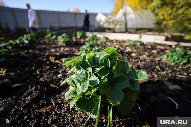 Антимонова заявила, что выражение было «выхвачено» из контекста